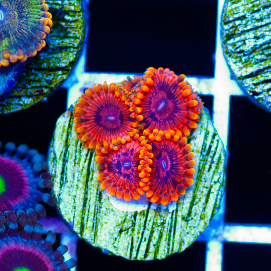 Burning Embers Zoanthids