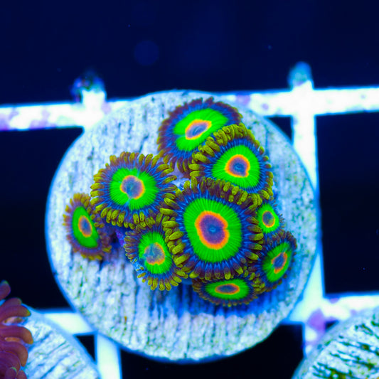 Rasta Zoanthids. #1