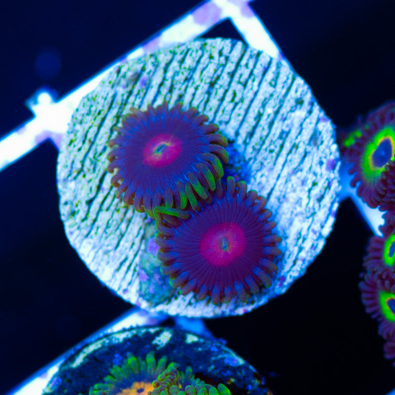 CC Rapture Zoanthids