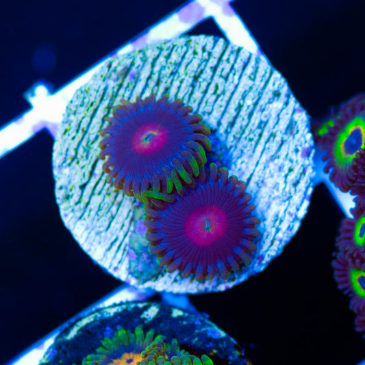 CC Rapture Zoanthids