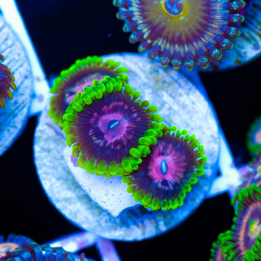 CC Scarlet Fever Zoanthids #2