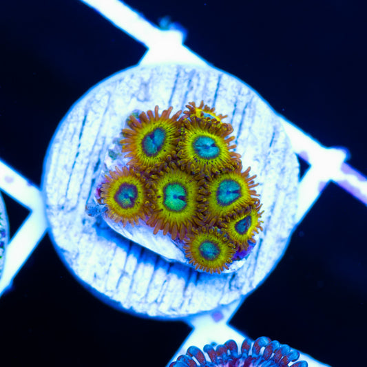 Pikachu Zoanthids