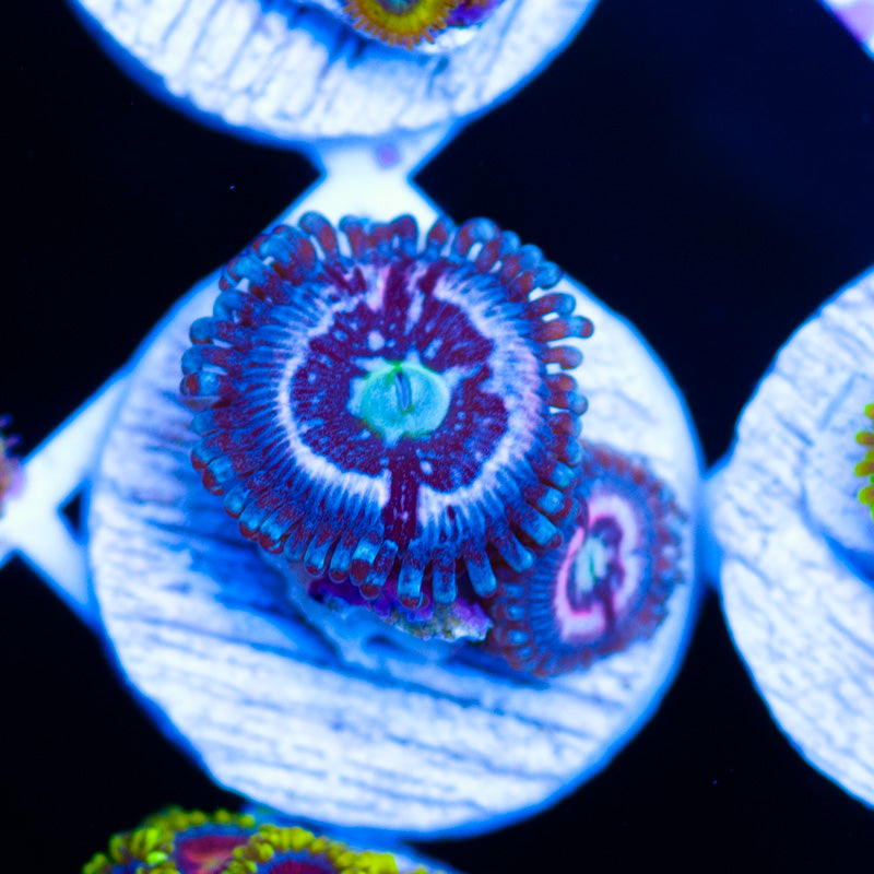 CC Pink Constellation Zoanthids
