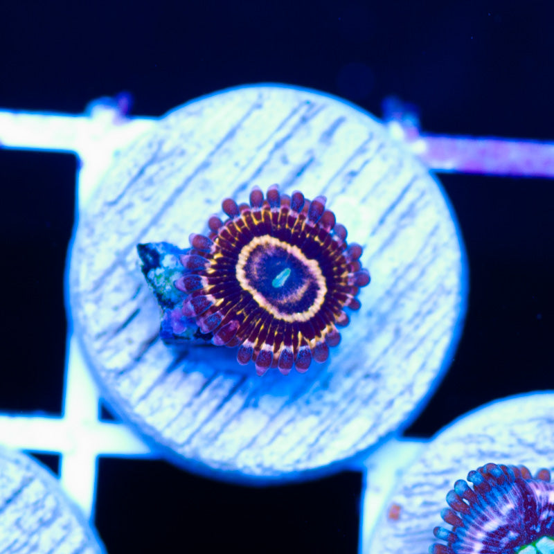 RR Stratosphere Zoanthid #1