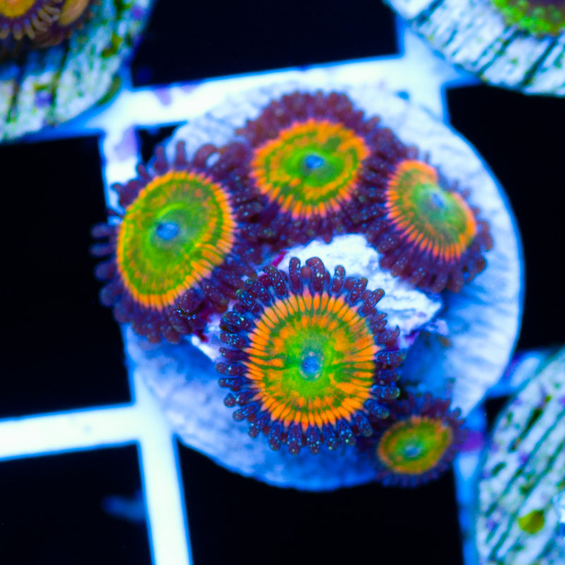 Sunny Delight Zoanthids