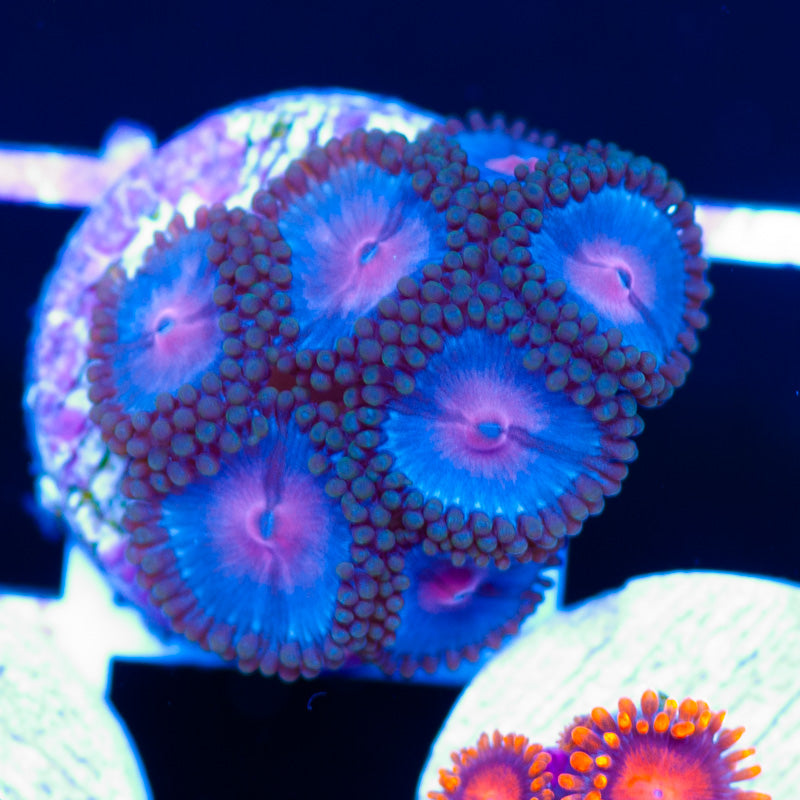 Blue Kiss Zoanthids