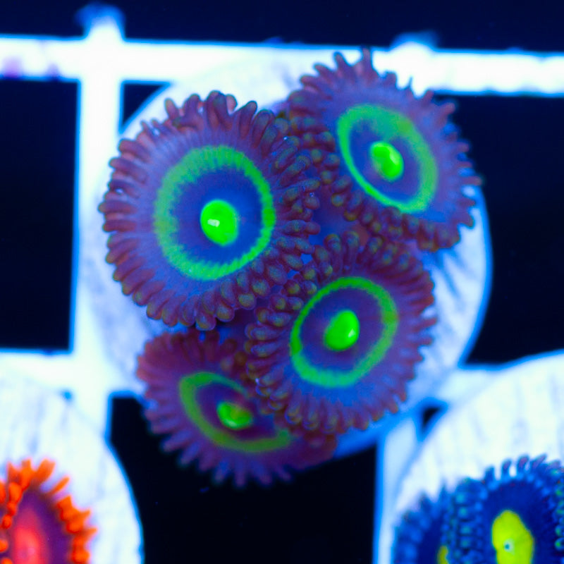 Sour Apple Zoanthids