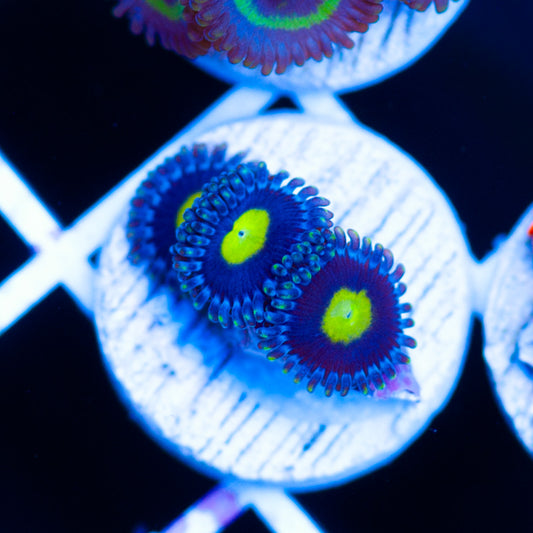 CC Ultimate AOI Zoanthids