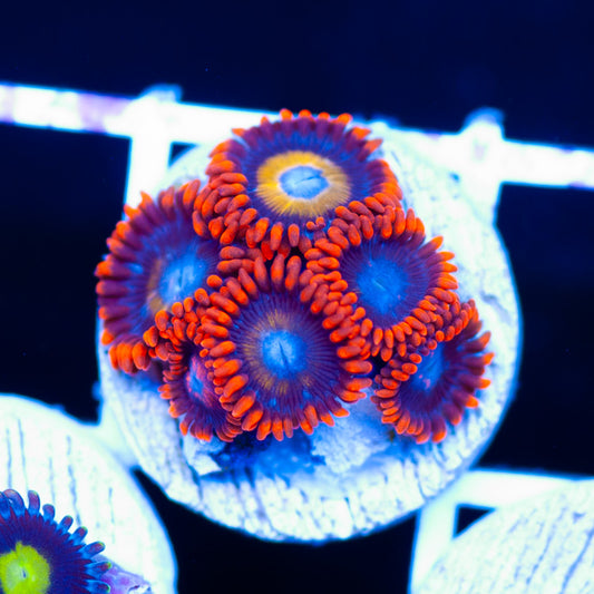 Blondies Zoanthids