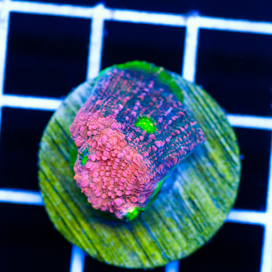 CC Pink Watermelon Chalice
