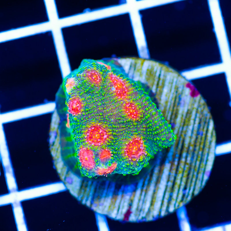 WWC Bubblegum Monster Chalice