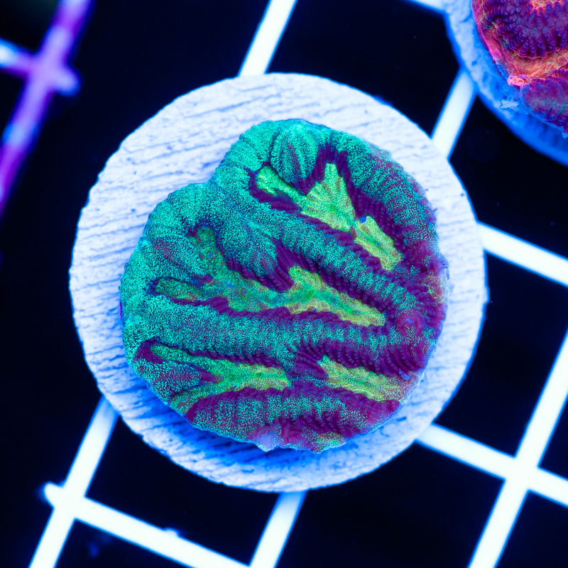 Aussie CC Rainbow Maze