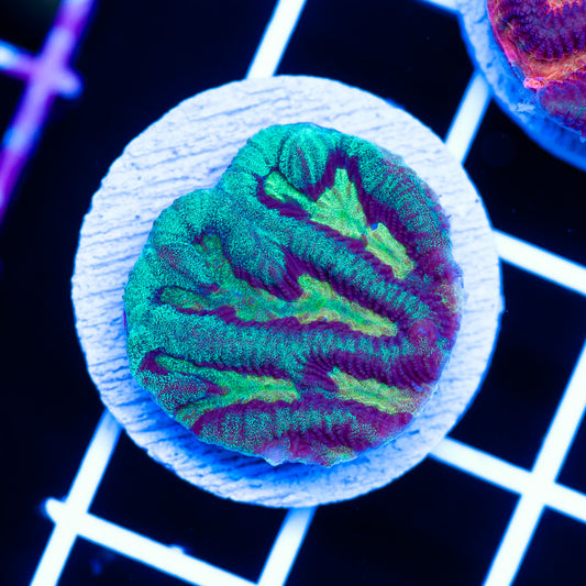 Aussie CC Rainbow Maze