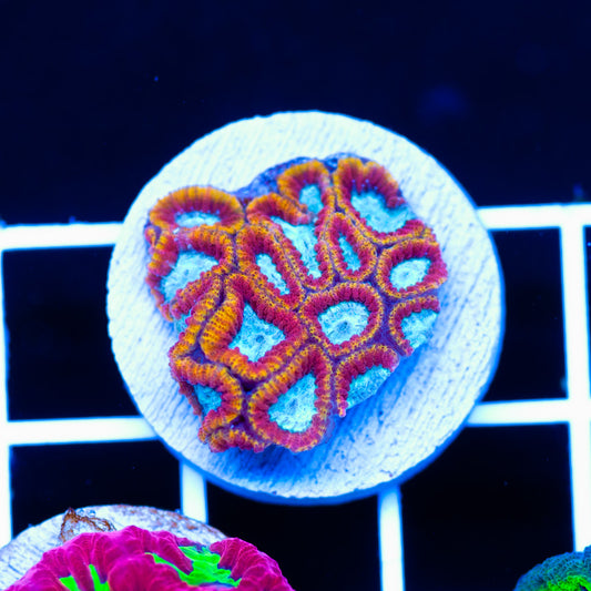 Aquacultured Ultron Favia
