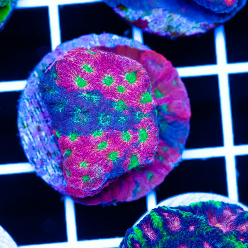 Two Face Dayglo Favia