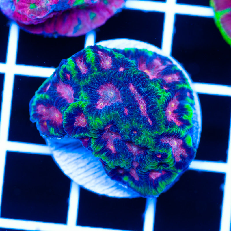 WWC Bejewelled Favia