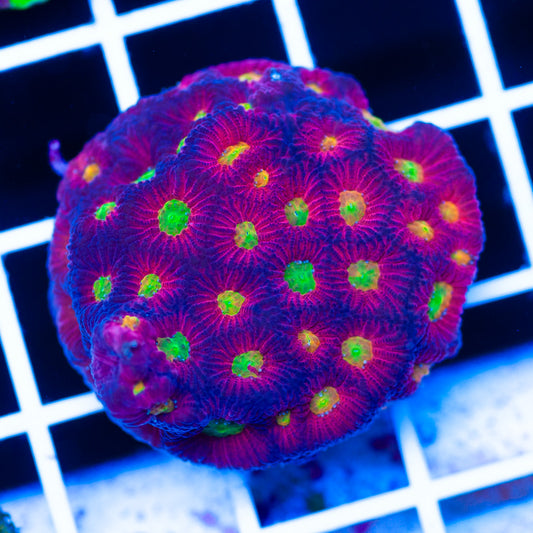 CC Rainbow Tempest Favia