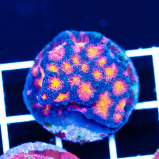 CC Space Cake Favia