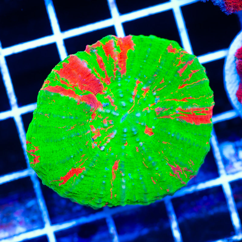 Bleeding Apple Scolymia #1