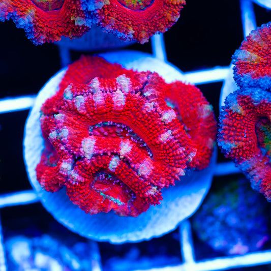 Awesome Aussie Acan #1