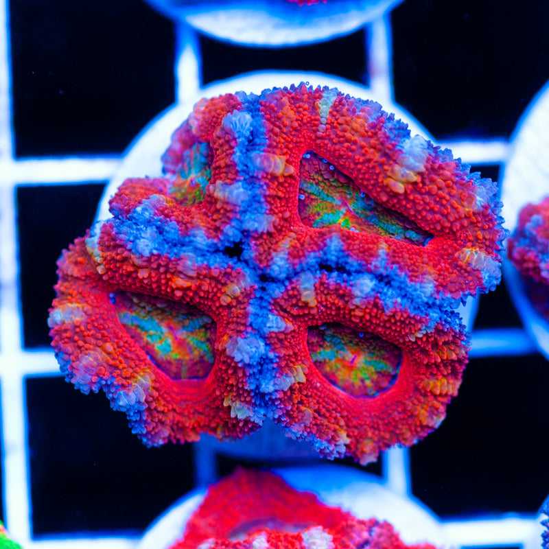 Awesome Aussie Acan #2