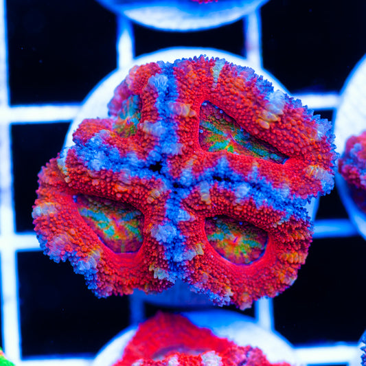 Awesome Aussie Acan #2