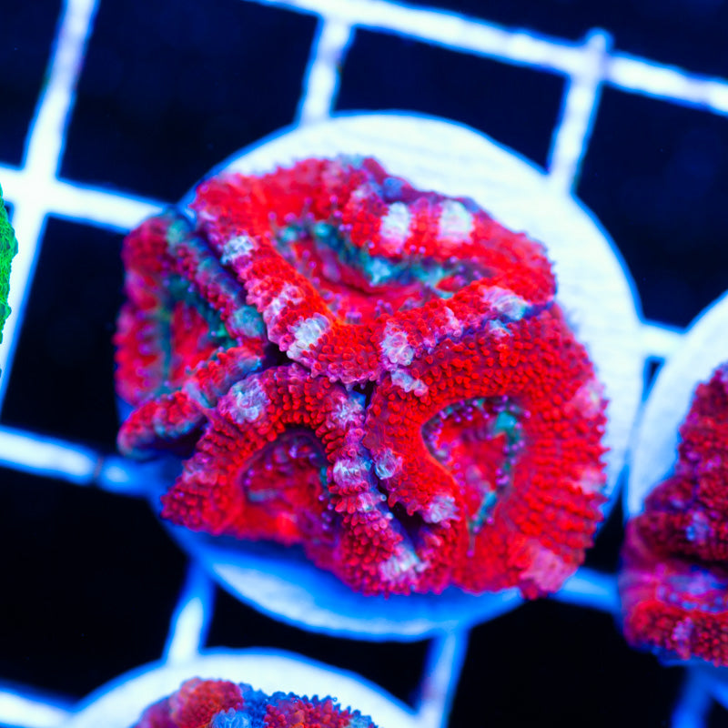 Awesome Aussie Acan #3