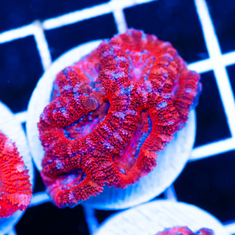 Awesome Aussie Acan #4