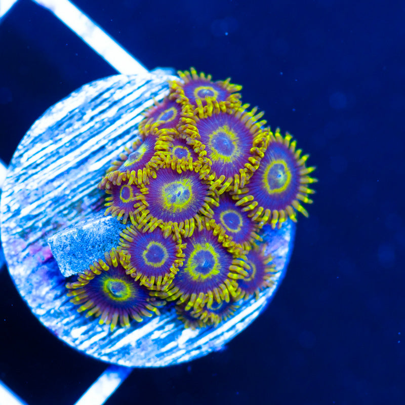 Blue Macaw Zoanthids