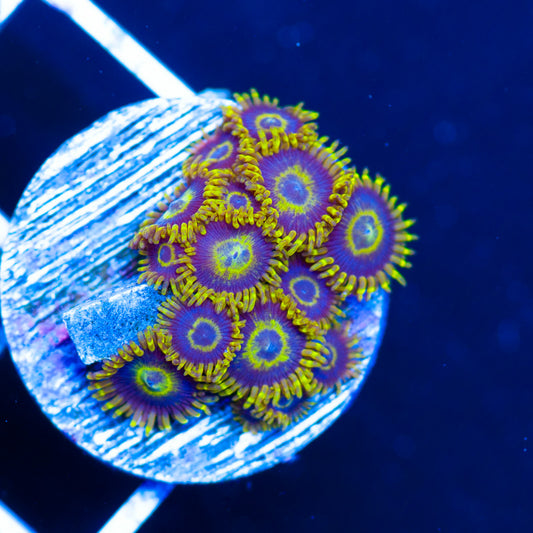 Blue Macaw Zoanthids