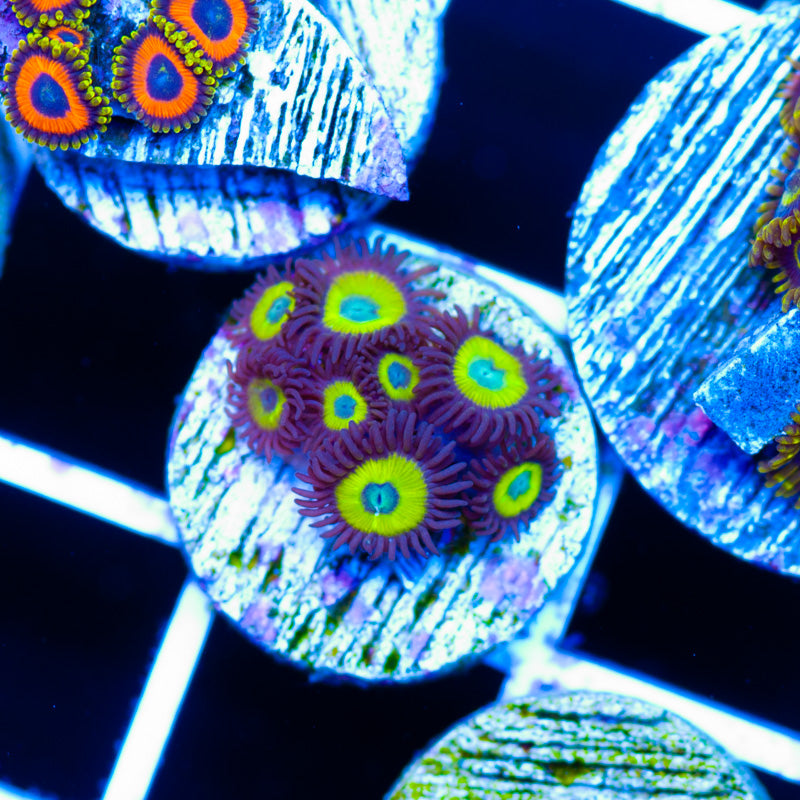 OG Belladonna Zoanthids