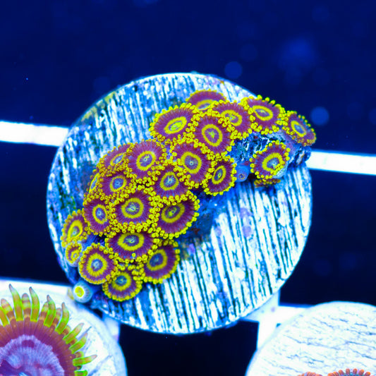 LA Laker Zoanthids