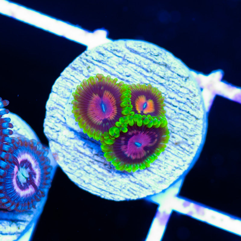 CC Scarlet Fever Zoanthids