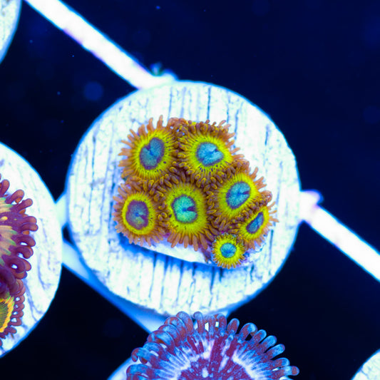 Pikachu Zoanthids