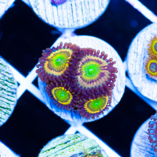 Gonozos Citrus Cooler Zoanthids #1