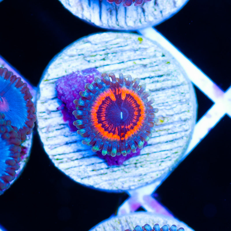 OG Devils Armor Zoanthid