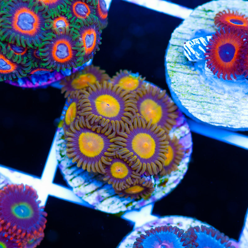 CC Tutti Frutti Zoanthids