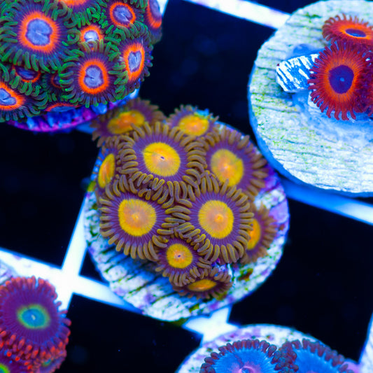 CC Tutti Frutti Zoanthids
