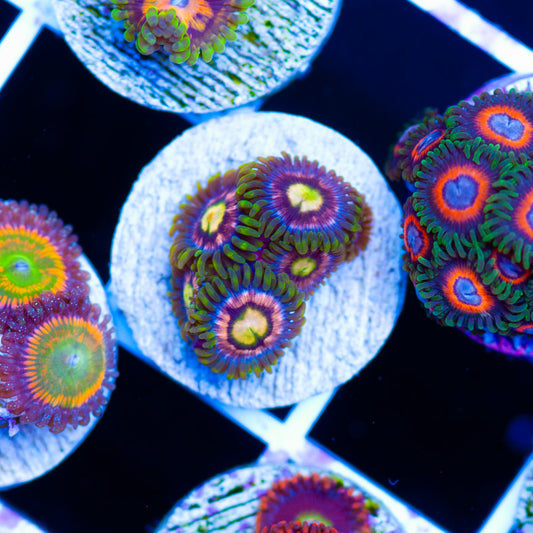 WWC Laser Lemon Zoanthids