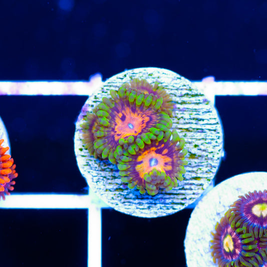 OG Marvin the Martian Zoanthids