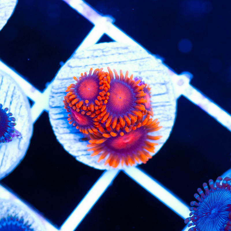OG Bam Bam Zoanthids