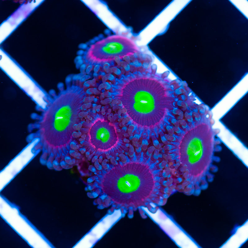 WWC Bubblicious Zoanthids