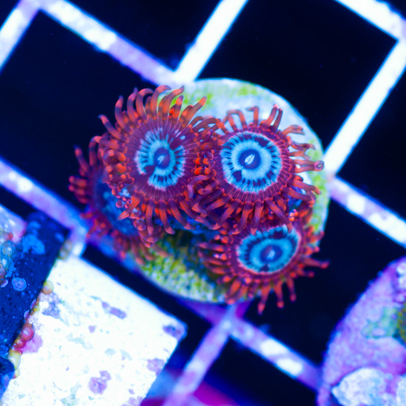 OG Utter Peace Zoanthids