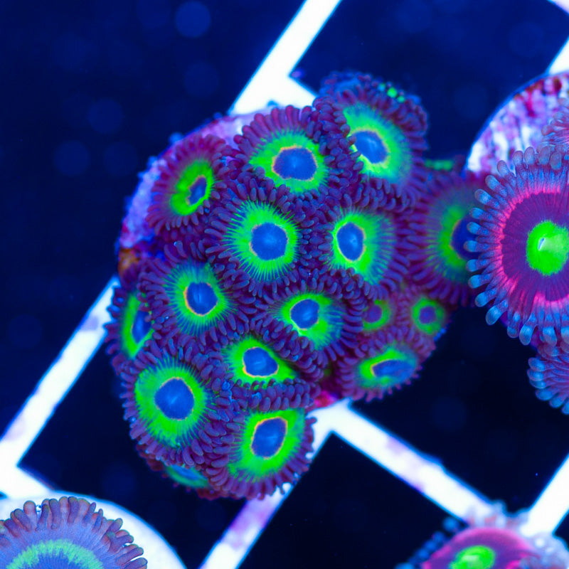 OG Bob Marley Zoanthids
