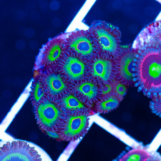 OG Bob Marley Zoanthids