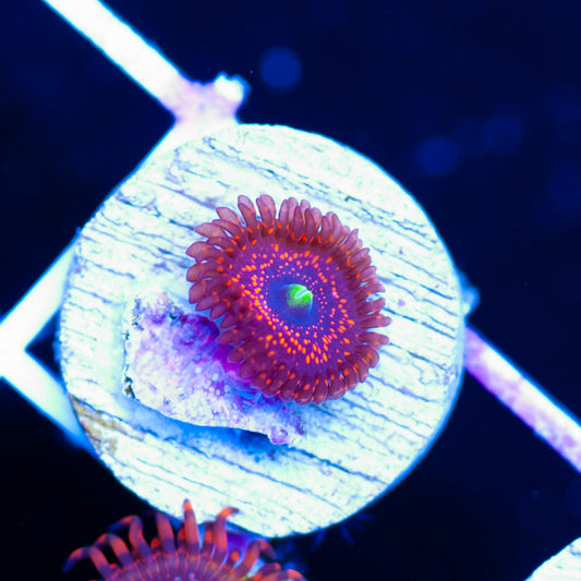 WWC Illuminati Zoanthid