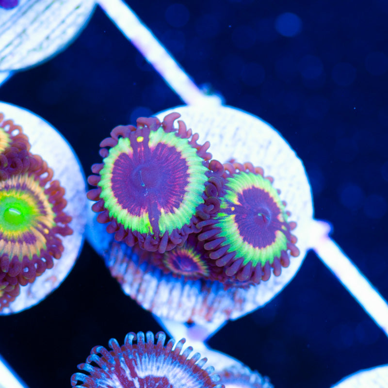Vampire Slayer Zoanthids