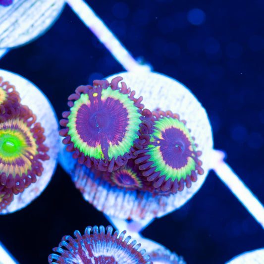 Vampire Slayer Zoanthids