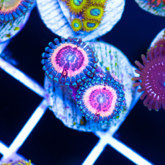 CC Bloodsucker Zoanthids