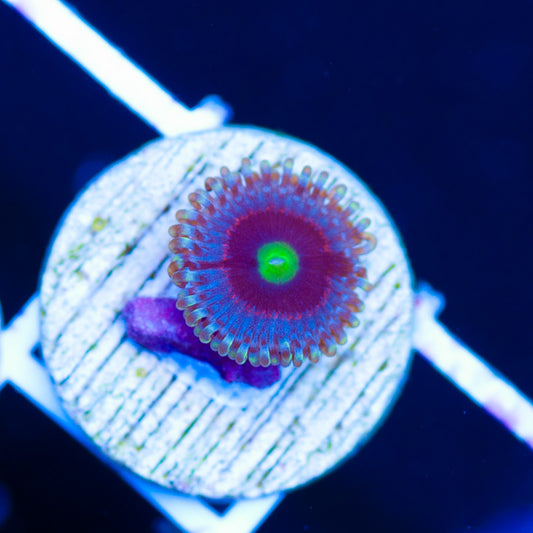 Pink Ring of Death Zoanthid
